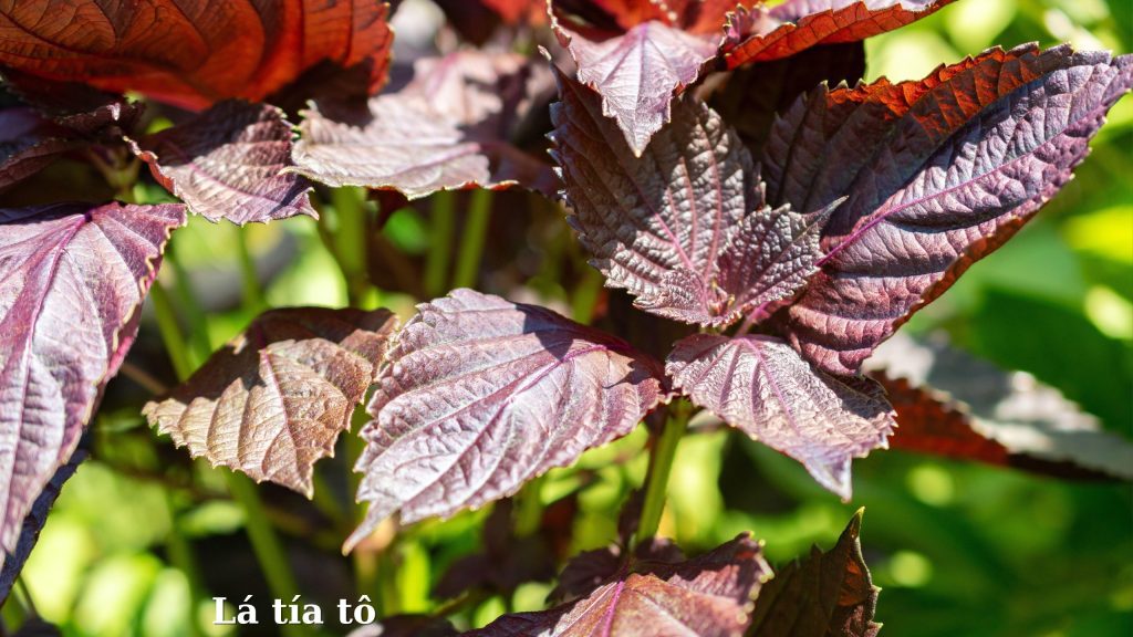 Lá tía tô